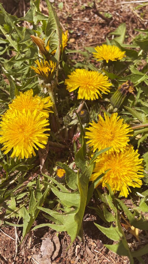 Dandelions growing in the grass