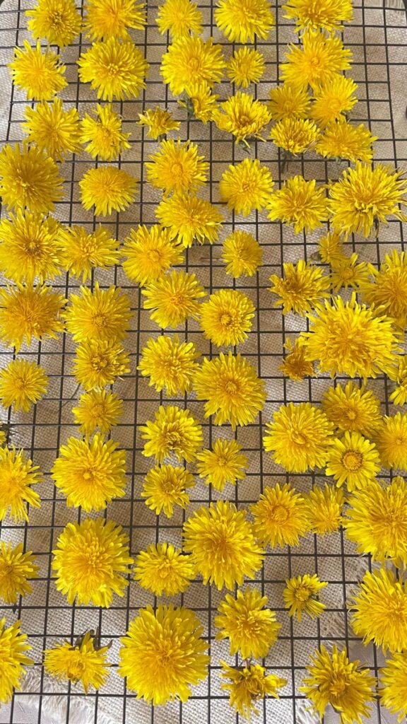 dandelions drying on a wire rack
