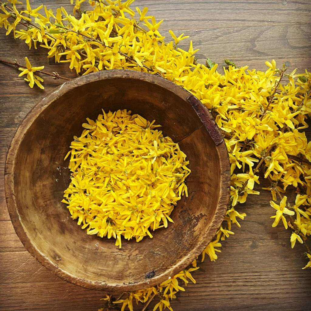 forsythia flowers in wooden bowl