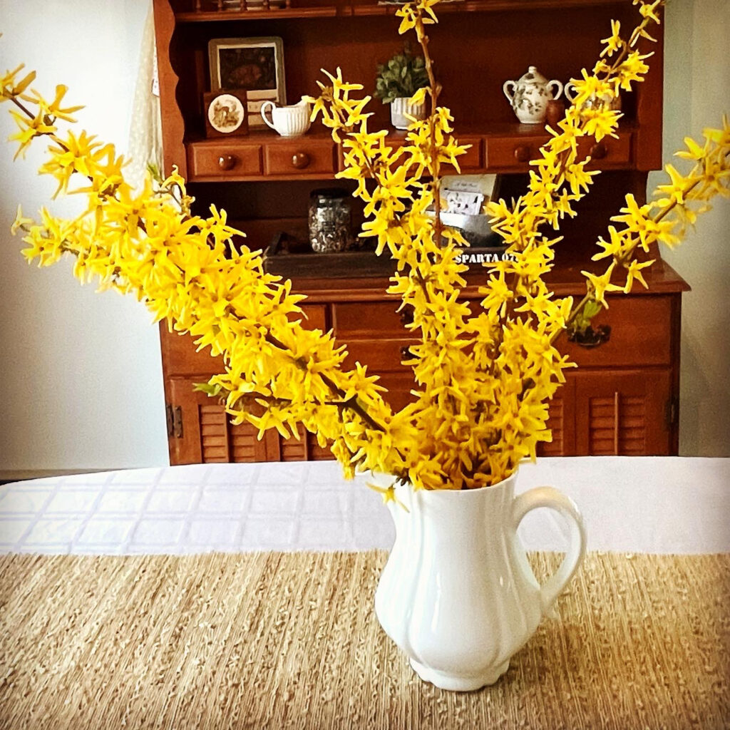 forsythia in ironstone pitcher